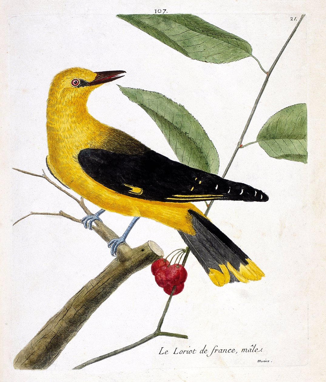Zoologisk kort (ornitologi): den franske mandlige loriot (europæisk loriot eller oriolus oriolus) på en gren. Illustration i "Fuglenes historie, malet i deres udseende og følsomme aspekter" af Francois Nicolas Martinet (1731-1800). Private samlinger af Francois Nicolas Martinet