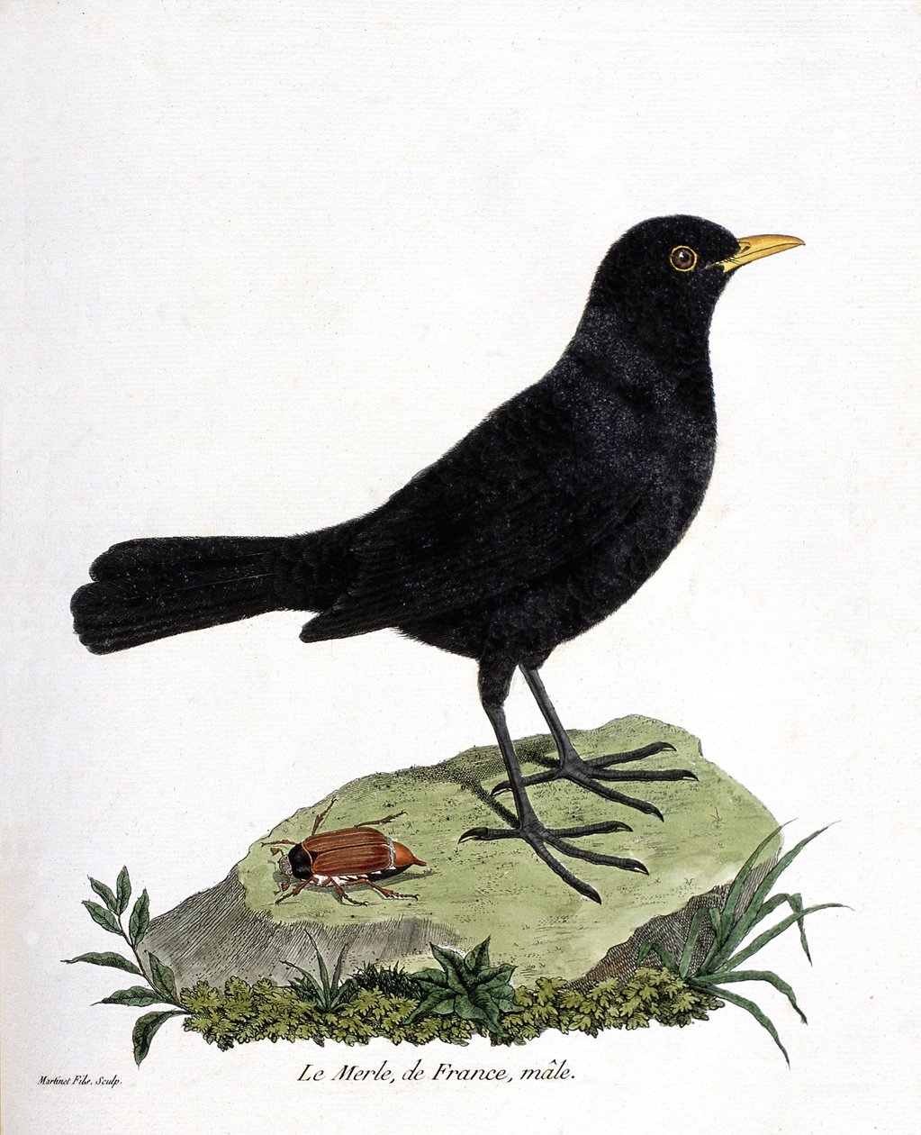 Zoologisk kort (ornitologi): han-sortsorten (sortsort eller turdus merula). Illustration i "Fuglenes historie, malet i deres udseende og følsomme aspekter" af Francois Nicolas Martinet (1731-1800). Privat samling. af Francois Nicolas Martinet