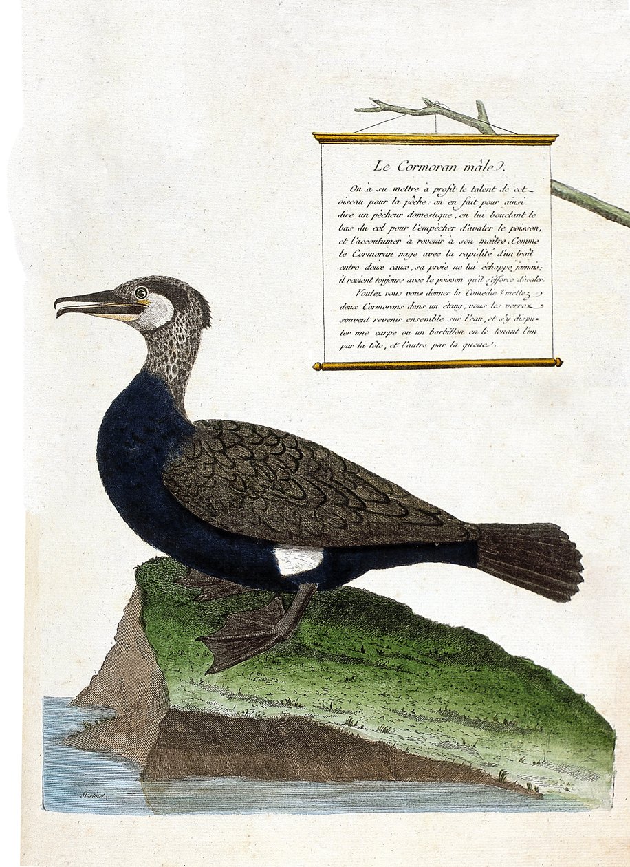 Zoologisk kort (ornitologi): hanskarven (storskarv eller phalacrocorax carbo). Illustration i "Fuglenes historie, malet i deres udseende og følsomme aspekter" af Francois Nicolas Martinet (1731-1800). Privat samling. af Francois Nicolas Martinet