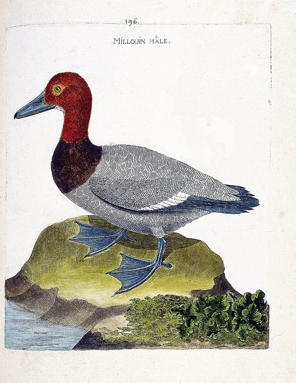 Zoologisk diagram (ornitologi): han-millouin (scaup eller Aythia ferina). Illustration i "Fuglenes historie, malet i deres udseende og følsomme aspekter" af Francois Nicolas Martinet (1731-1800). Privat samling. af Francois Nicolas Martinet