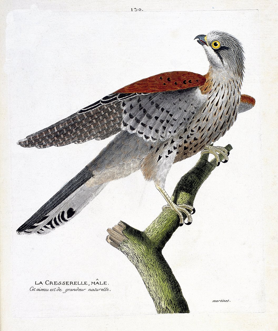 Zoologisk kort (ornitologi): hanbrøndkarse (høgehøg eller falco tinnunculus) på en gren. Illustration i "Fuglenes historie, malet i deres udseende og følsomme aspekter" af Francois Nicolas Martinet (1731-1800). Privat samling. af Francois Nicolas Martinet