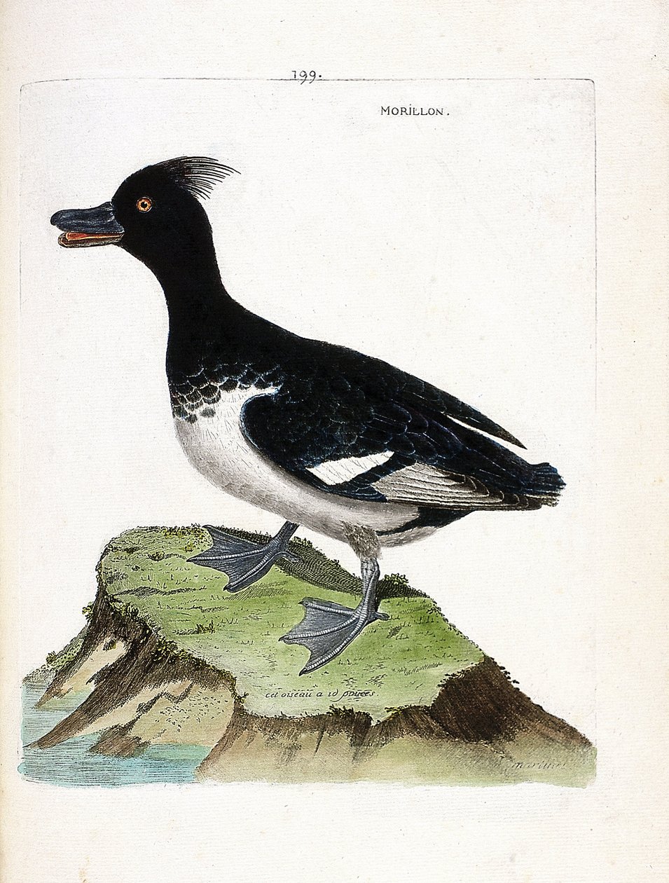 Zoologisk diagram (ornitologi): morillonen (Scaup morillon eller Aythia fuligula). Illustration i "Fuglenes historie, malet i deres udseende og følsomme aspekter" af Francois Nicolas Martinet (1731-1800). Privat samling. af Francois Nicolas Martinet