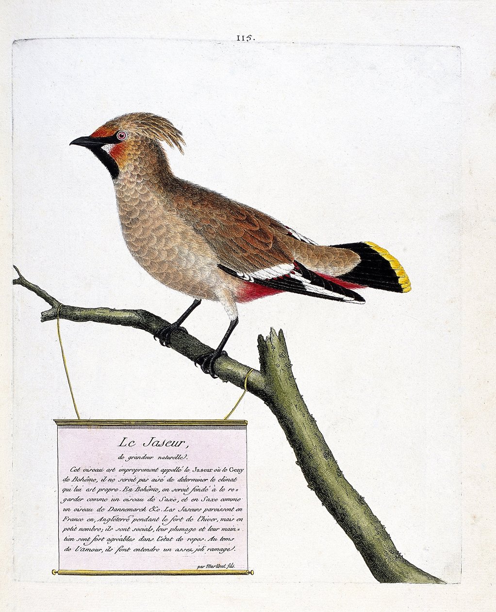 Zoologisk diagram (ornitologi): jaspis i naturlig størrelse eller boreal jaspis (bombycilla garrulus) på en gren. Illustration i "Fuglenes historie, malet i deres udseende og følsomme aspekter" af Francois Nicolas Martinet (1731-1800). Privat saml af Francois Nicolas Martinet