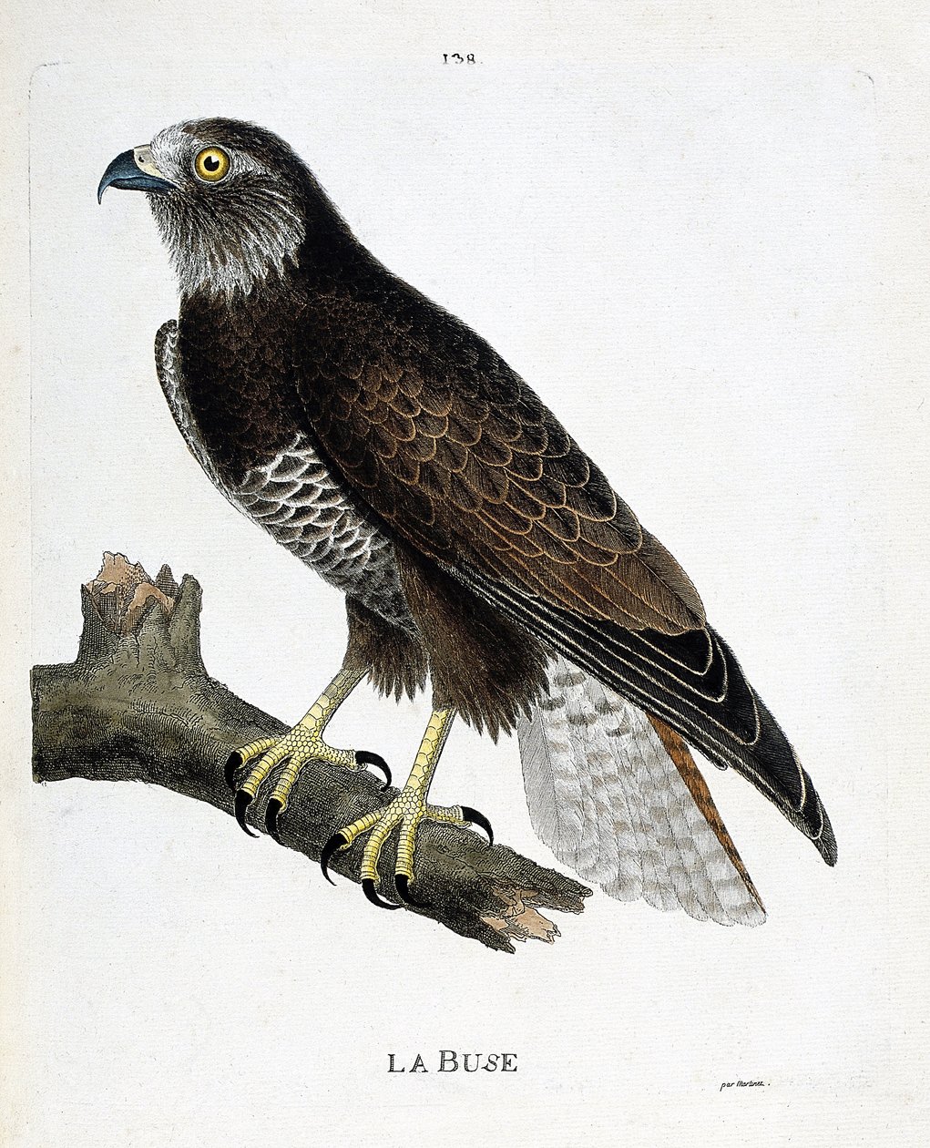 Zoologisk diagram (ornitologi): dysen (variabel dyse eller buteo buteo) på en gren. Illustration i "Fuglenes historie, malet i deres udseende og følsomme aspekter" af Francois Nicolas Martinet (1731-1800). Privat samling. af Francois Nicolas Martinet