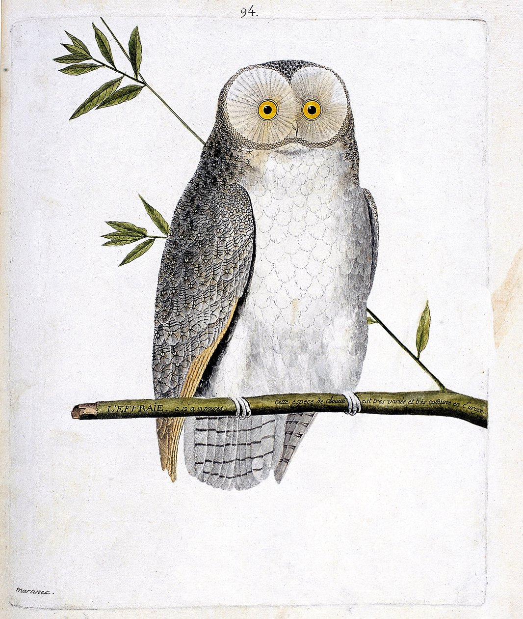 Zoologisk kort (ornitologi): uglen (Barn Owl eller Tyto Alba) på en gren. Illustration i "Fuglenes historie, malet i deres udseende og følsomme aspekter" af Francois Nicolas Martinet (1731-1800). Privat samling. af Francois Nicolas Martinet
