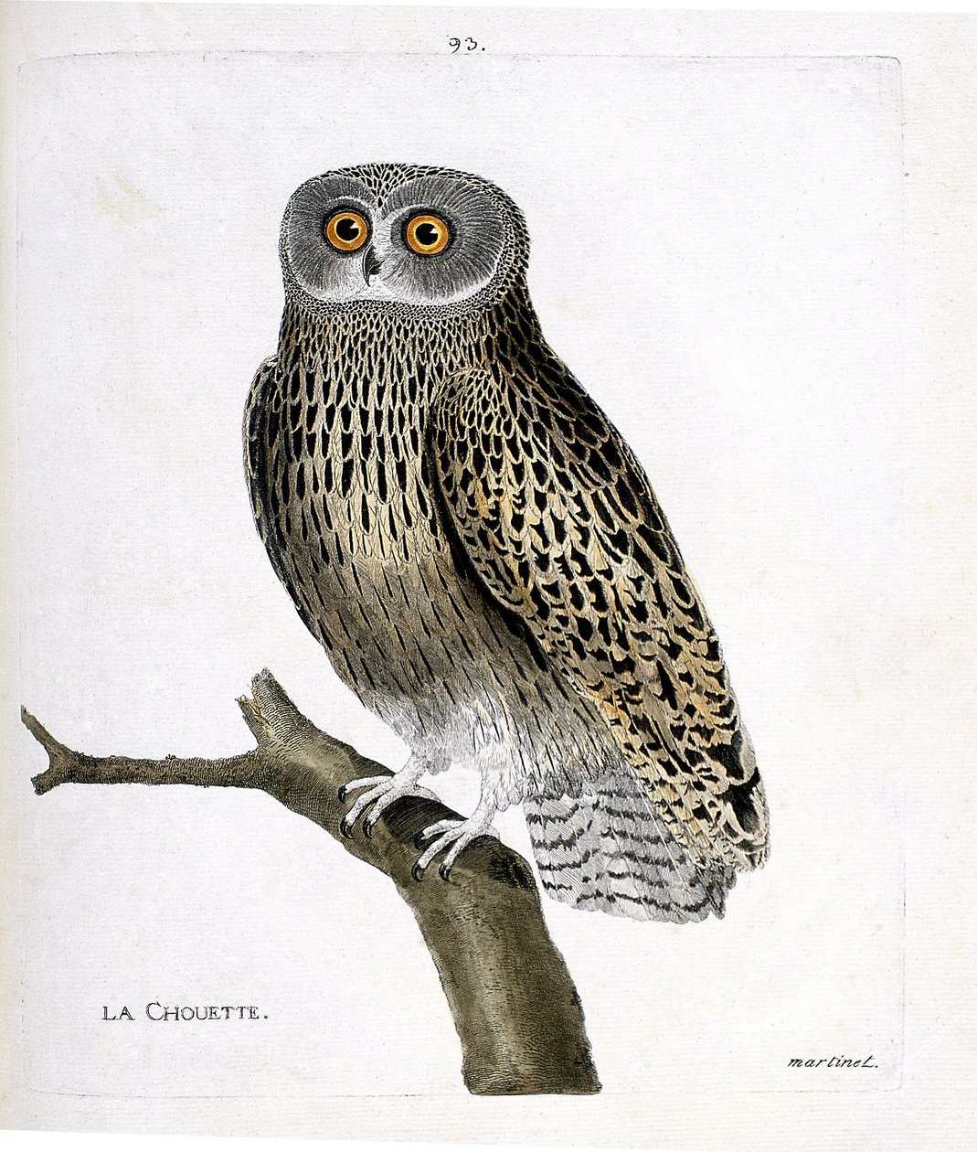Zoologisk kort (ornitologi): uglen (hulotteugle eller strix aluco) på en gren. Illustration i "Fuglenes historie, malet i deres udseende og følsomme aspekter" af Francois Nicolas Martinet (1731-1800). Privat samling. af Francois Nicolas Martinet