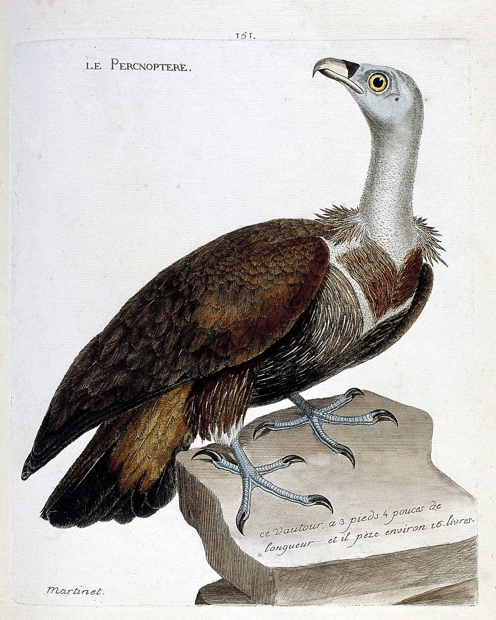 Zoologisk diagram (ornitologi): percnoptere (fawn grib eller fulvus gips). Illustration i "Fuglenes historie, malet i deres udseende og følsomme aspekter" af Francois Nicolas Martinet (1731-1800). Privat samling. af Francois Nicolas Martinet