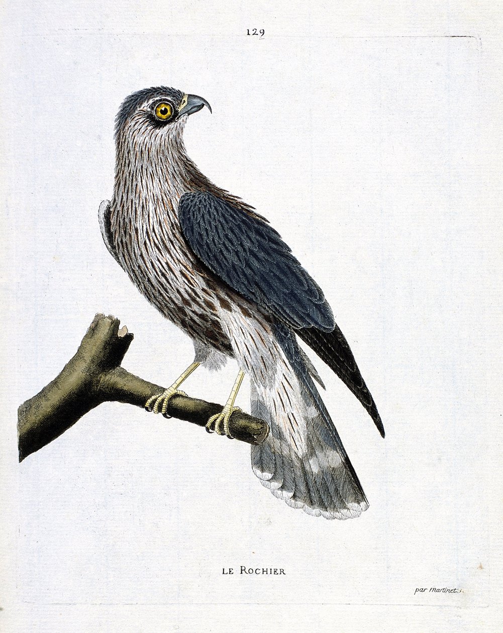 Zoologisk diagram (ornitologi): klippen (emerillonfalk eller falco colombarius) på en gren. Illustration i "Fuglenes historie, malet i deres udseende og følsomme aspekter" af Francois Nicolas Martinet (1731-1800). Privat samling. af Francois Nicolas Martinet