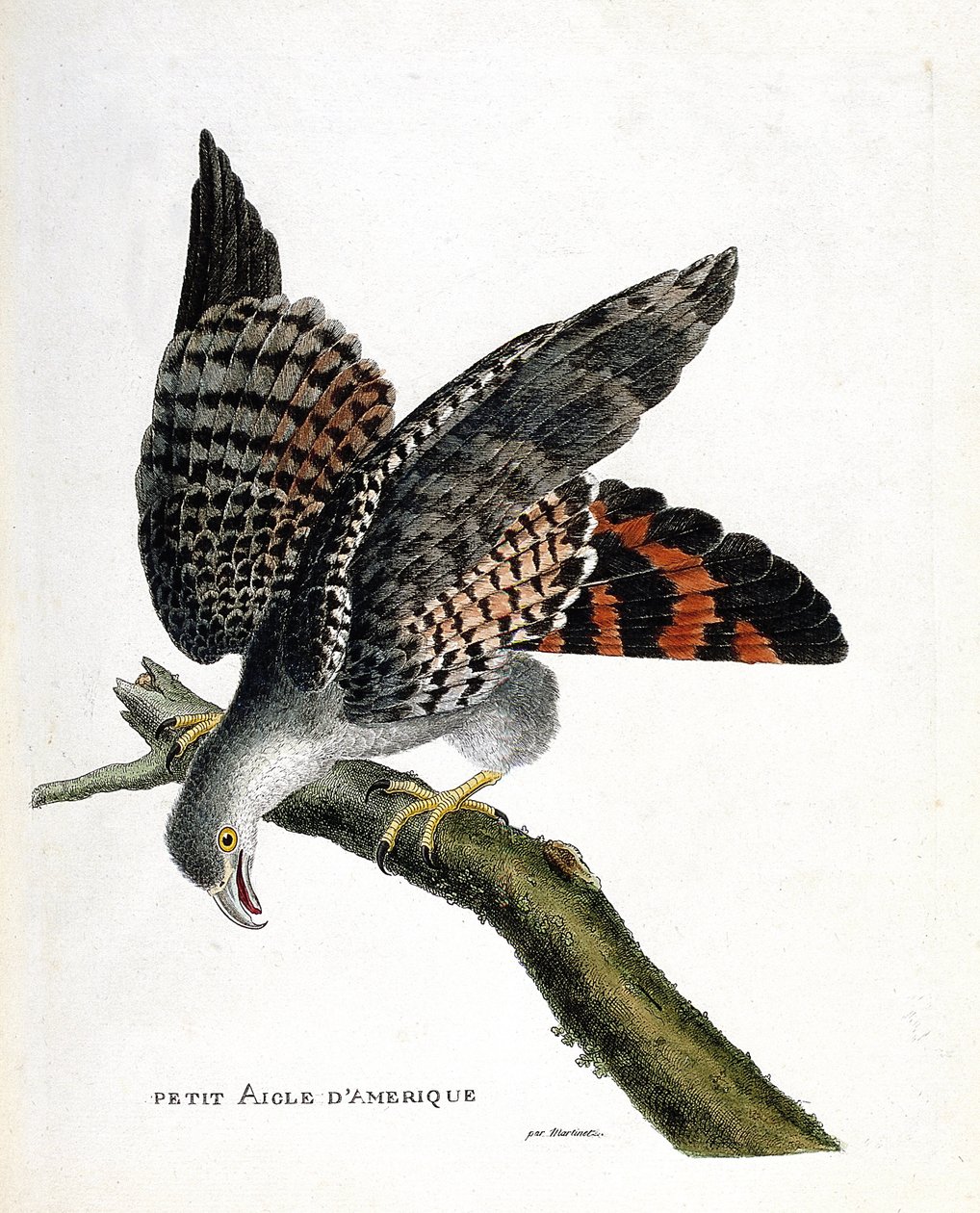 Zoologisk kort (ornitologi): den lille amerikanske ørn (buffon busard eller circus buffoni) på en gren. Illustration i "Fuglenes historie, malet i deres udseende og følsomme aspekter" af Francois Nicolas Martinet (1731-1800). Privat samling af Francois Nicolas Martinet