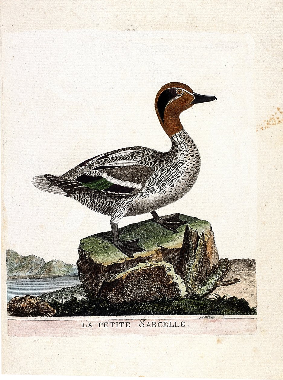 Zoologisk diagram (ornitologi): den lille krikand (vinter krikand eller anas crecca). Illustration i "Fuglenes historie, malet i deres udseende og følsomme aspekter" af Francois Nicolas Martinet (1731-1800). Privat samling. af Francois Nicolas Martinet