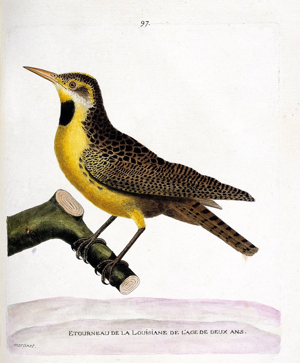 Zoologisk kort (ornitologi): stæren af lousiana (pretsturnella eller sturnella magna) på en gren. Illustration i "Fuglenes historie, malet i deres udseende og følsomme aspekter" af Francois Nicolas Martinet (1731-1800). Private samlinger af Francois Nicolas Martinet