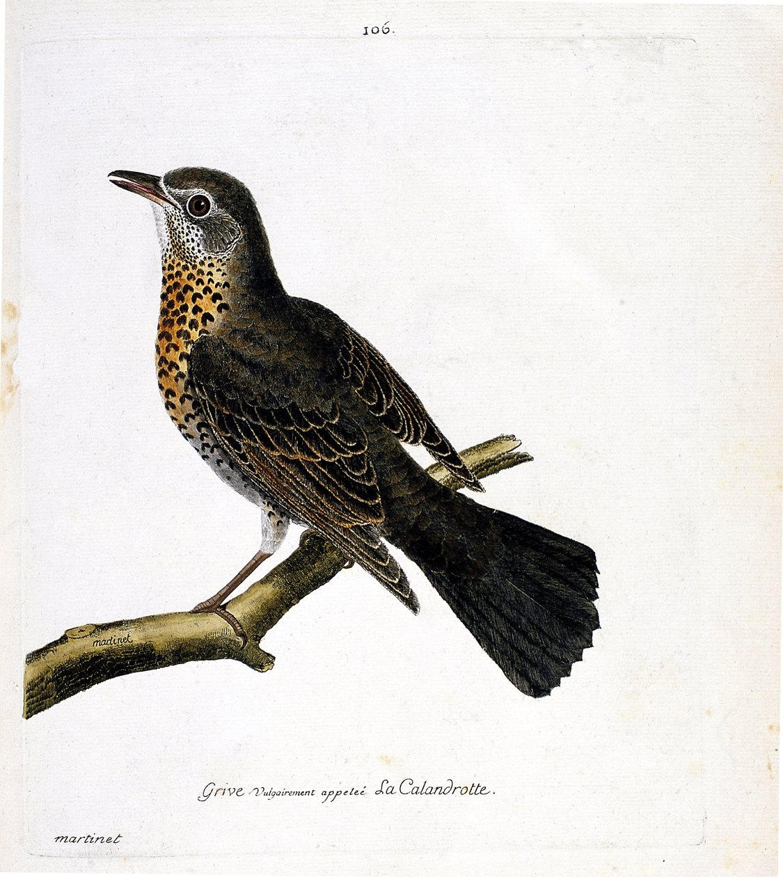 Zoologisk diagram (ornitologi): trøske almindeligvis kaldet calandrotte på en gren. Illustration i "Fuglenes historie, malet i deres udseende og følsomme aspekter" af Francois Nicolas Martinet (1731-1800). Privat samling. af Francois Nicolas Martinet