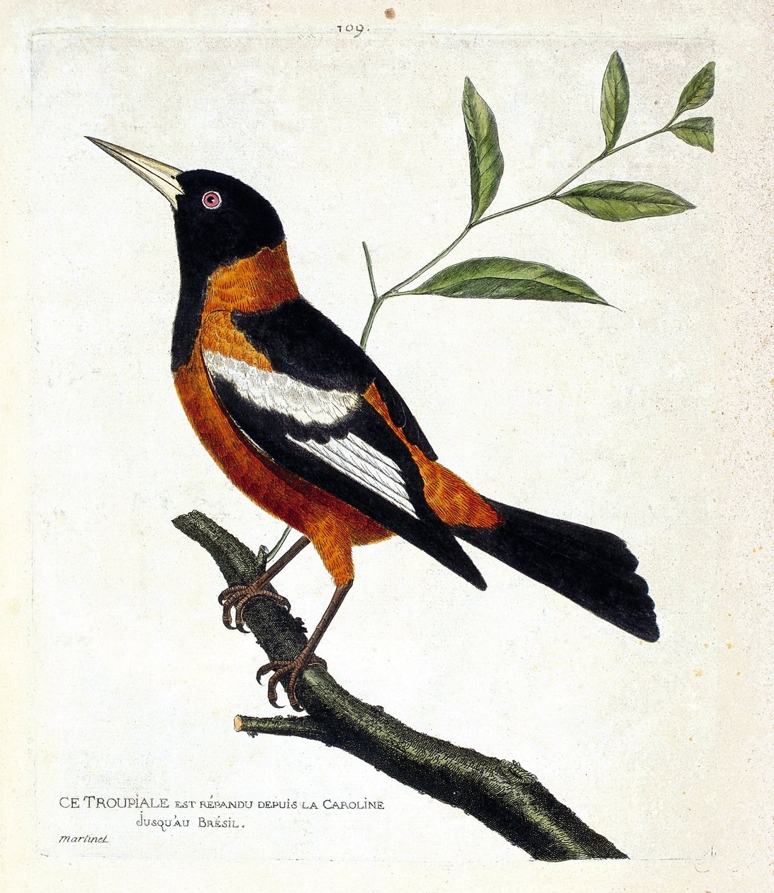 Zoologisk diagram (ornitologi): troupiale (troupiale oriole eller icterus icterus) på en gren. Illustration i "Fuglenes historie, malet i deres udseende og følsomme aspekter" af Francois Nicolas Martinet (1731-1800). Privat samling. af Francois Nicolas Martinet