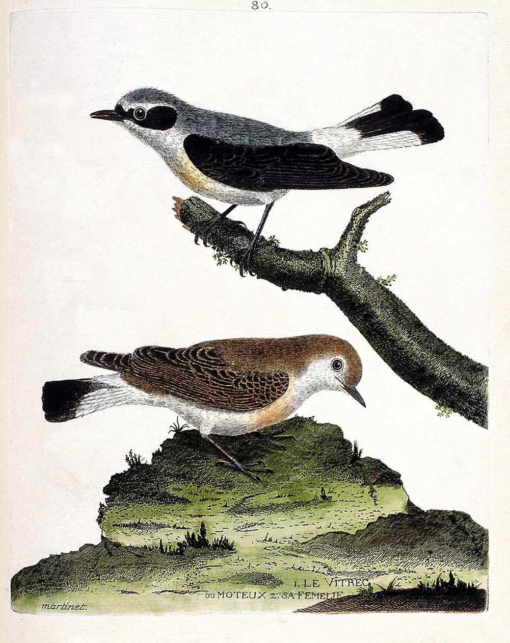 Zoologisk diagram (ornitologi): Vitrec (eller motøs) på grenen og dens hunner (mottøs stilk eller oenanth). Illustration i "Fuglenes historie, malet i deres udseende og følsomme aspekter" af Francois Nicolas Martinet (1731-1800). Privat c af Francois Nicolas Martinet