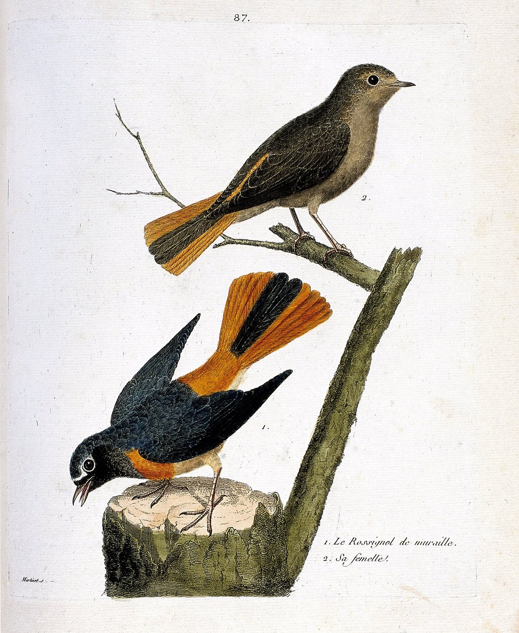 Zoologisk kort (ornitologi): vægnattergalen på en træstamme og dens hun (rødhale med hvid pande eller phoenicurus phoenicurus) på grenen. Illustration i "Fuglenes historie, malet i deres udseende og følsomme aspekter" af Fra af Francois Nicolas Martinet