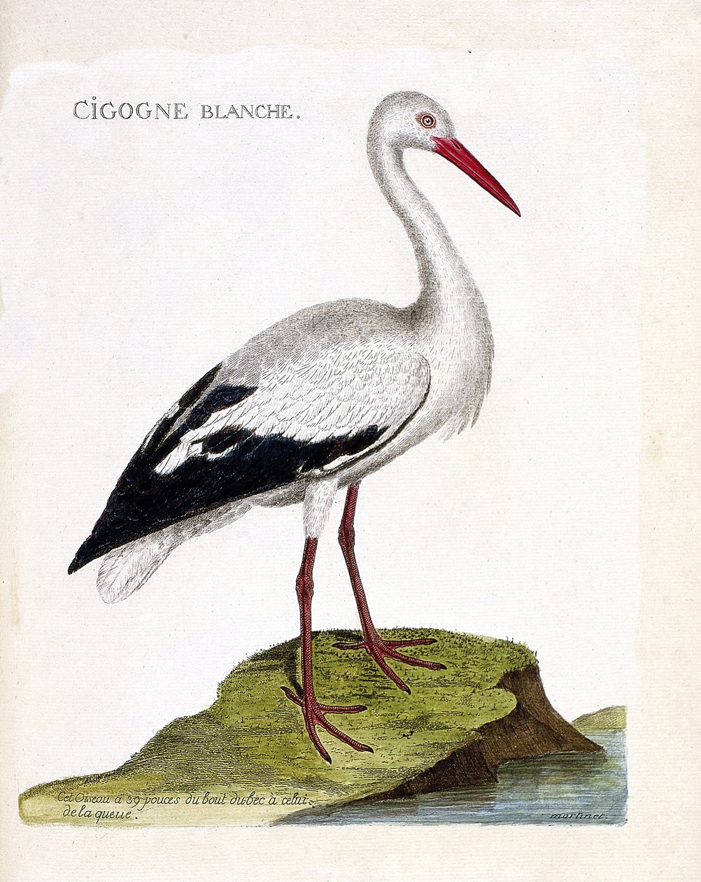 Zoologisk kort (ornitologi): den hvide stork (ciconia ciconia). Illustration i "Fuglenes historie, malet i deres udseende og følsomme aspekter" af Francois Nicolas Martinet (1731-1800). Privat samling. af Francois Nicolas Martinet
