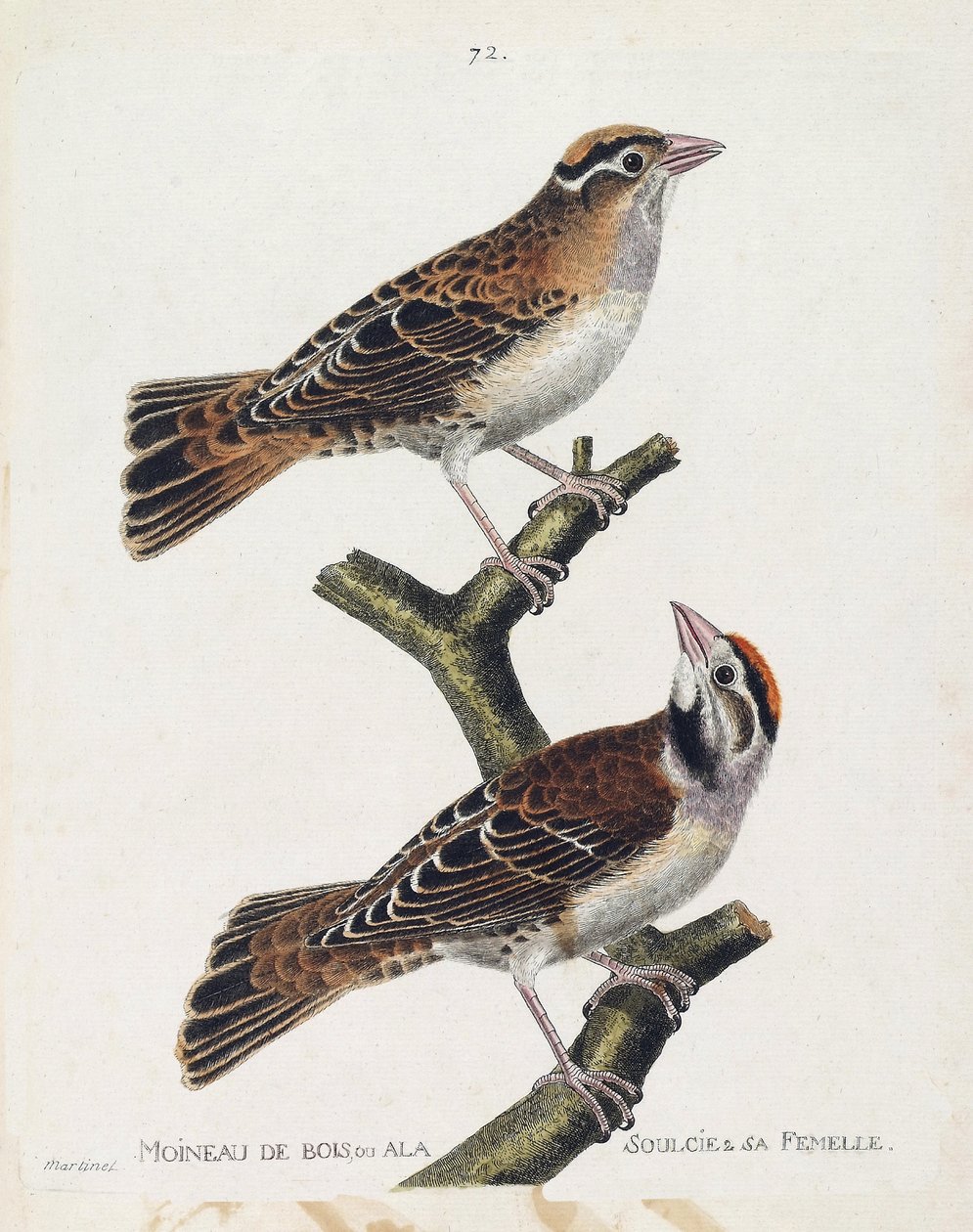 Zoologisk diagram (ornitologi): skovspurven eller relieffet (Hudsonspurv eller spizea arborea) og dens hunner (reliefspurv eller petronia petronia). Illustration i "Fuglenes historie, malet i deres udseende og følsomme aspekter" af Franco af Francois Nicolas Martinet