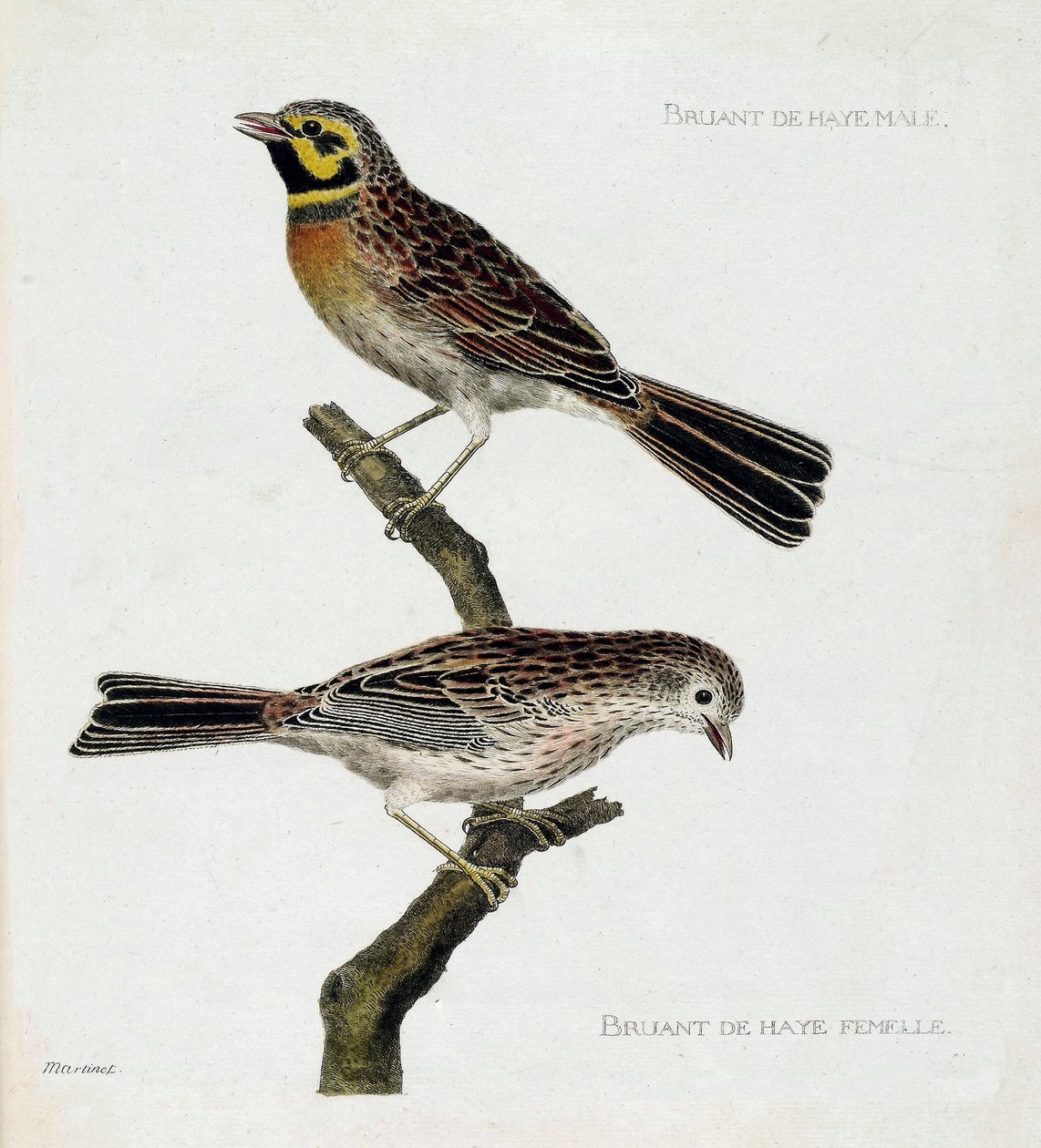 Zoologisk diagram (ornitologi): top til bund: Haagspurve hanner og hunner (zizi eller emberiza cirlus) på en gren. Illustration i "Fuglenes historie, malet i deres udseende og følsomme aspekter" af Francois Nicolas Martinet (1731-1800). Priv af Francois Nicolas Martinet