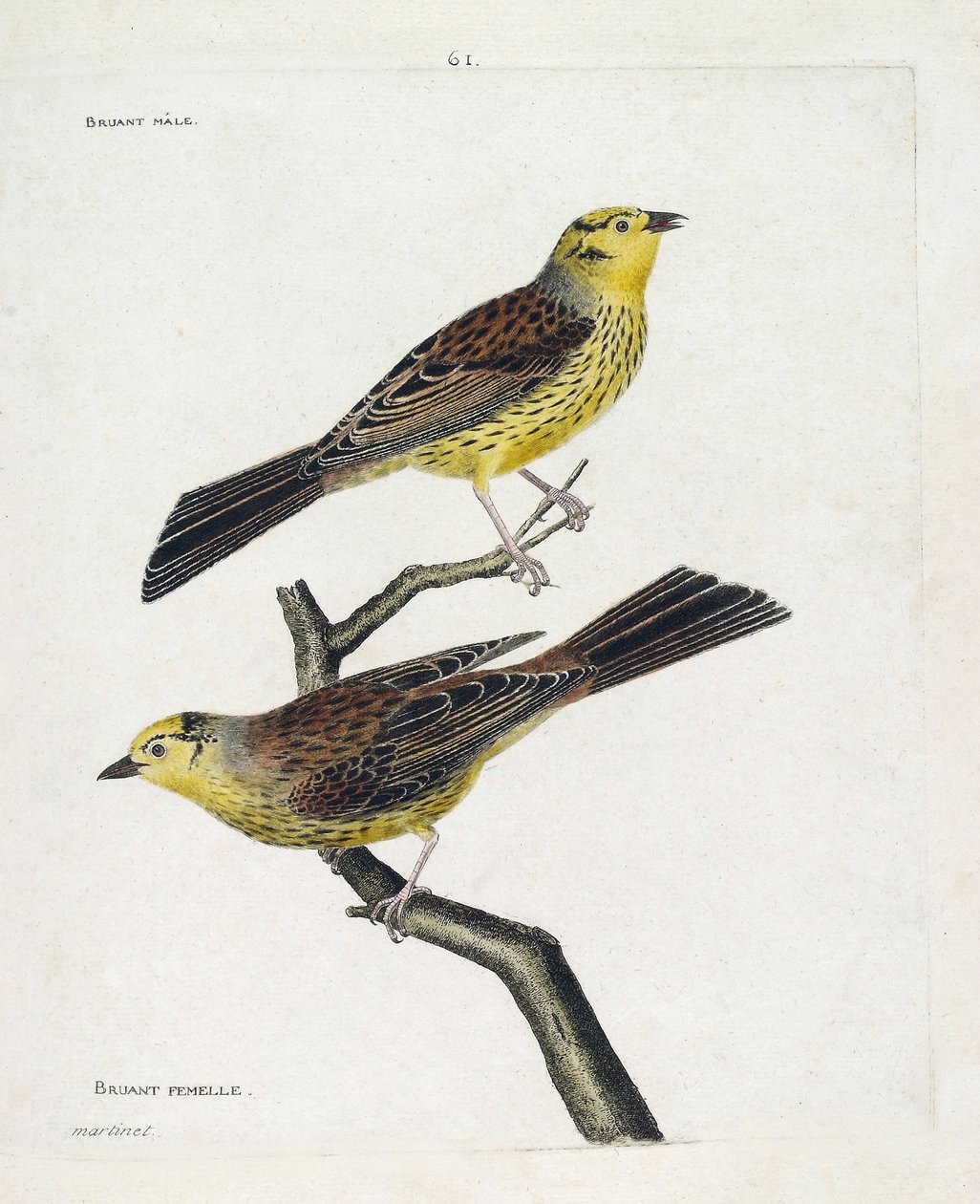 Zoologisk diagram (ornitologi): fra top til bund: Han- og hunspurve (Gulspurv eller Emberiza citrinella). Illustration i "Fuglenes historie, malet i deres udseende og følsomme aspekter" af Francois Nicolas Martinet (1731-1800). Privat af Francois Nicolas Martinet