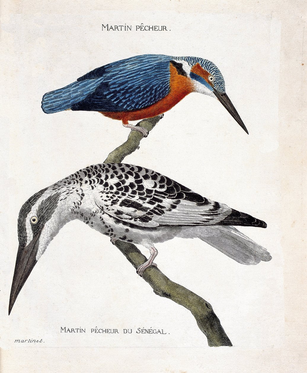 Zoologisk kort (ornitologi): top til bund: isfugl (kongefugl fra Europa eller alcedo atthis) og isfugl fra Senegal (kongefugl pie eller Ceryle rudis). Illustration i "Fuglenes historie, malet i deres udseende og følsomme af Francois Nicolas Martinet
