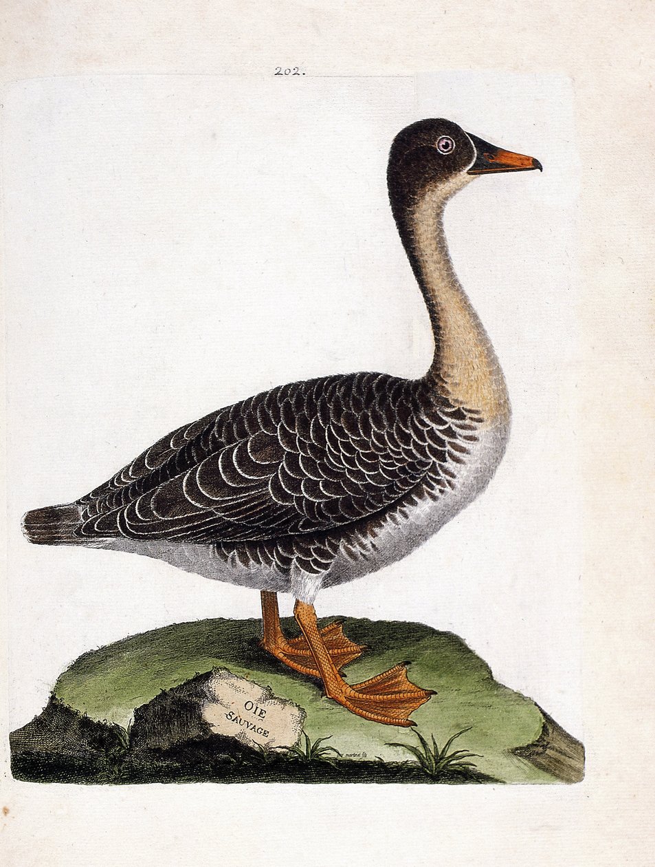 Zoologisk kort (ornitologi): vildgås (høstgås eller anser fabalis). Illustration i "Fuglenes historie, malet i deres udseende og følsomme aspekter" af Francois Nicolas Martinet (1731-1800). Privat samling. af Francois Nicolas Martinet