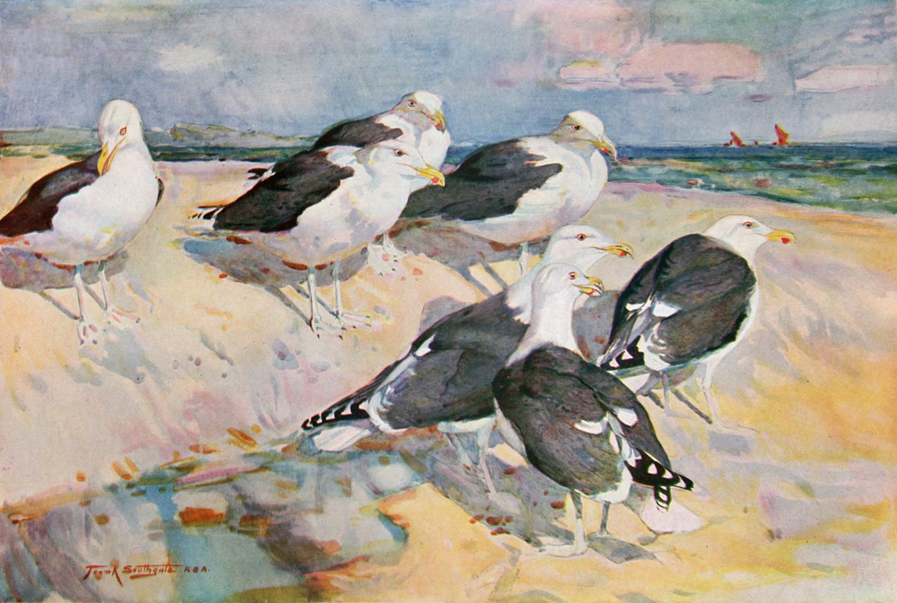 Sortrygget måge, illustration fra "Wildfowl and Waders" (Vildfugle og vadefugle) af Frank Southgate
