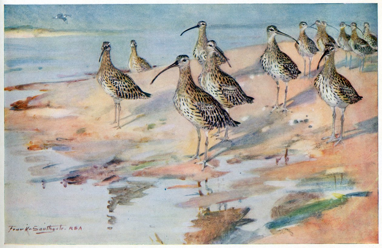 Curlew ved Blakeney Point, illustration fra 