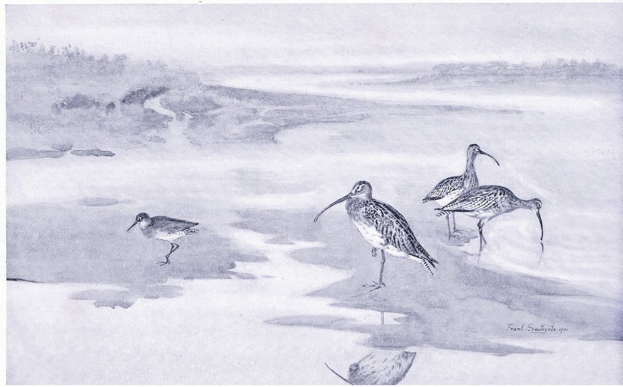 Curlew fodring af Frank Southgate