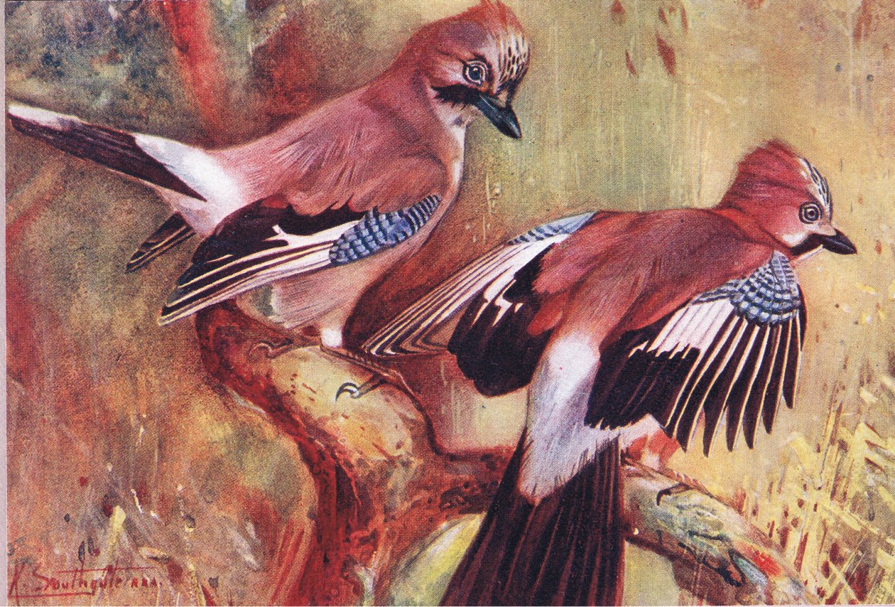 Jays, illustration fra Wild Nature & Country Life udgivet af Hodder & Stoughton, ca. 1910 af Frank Southgate