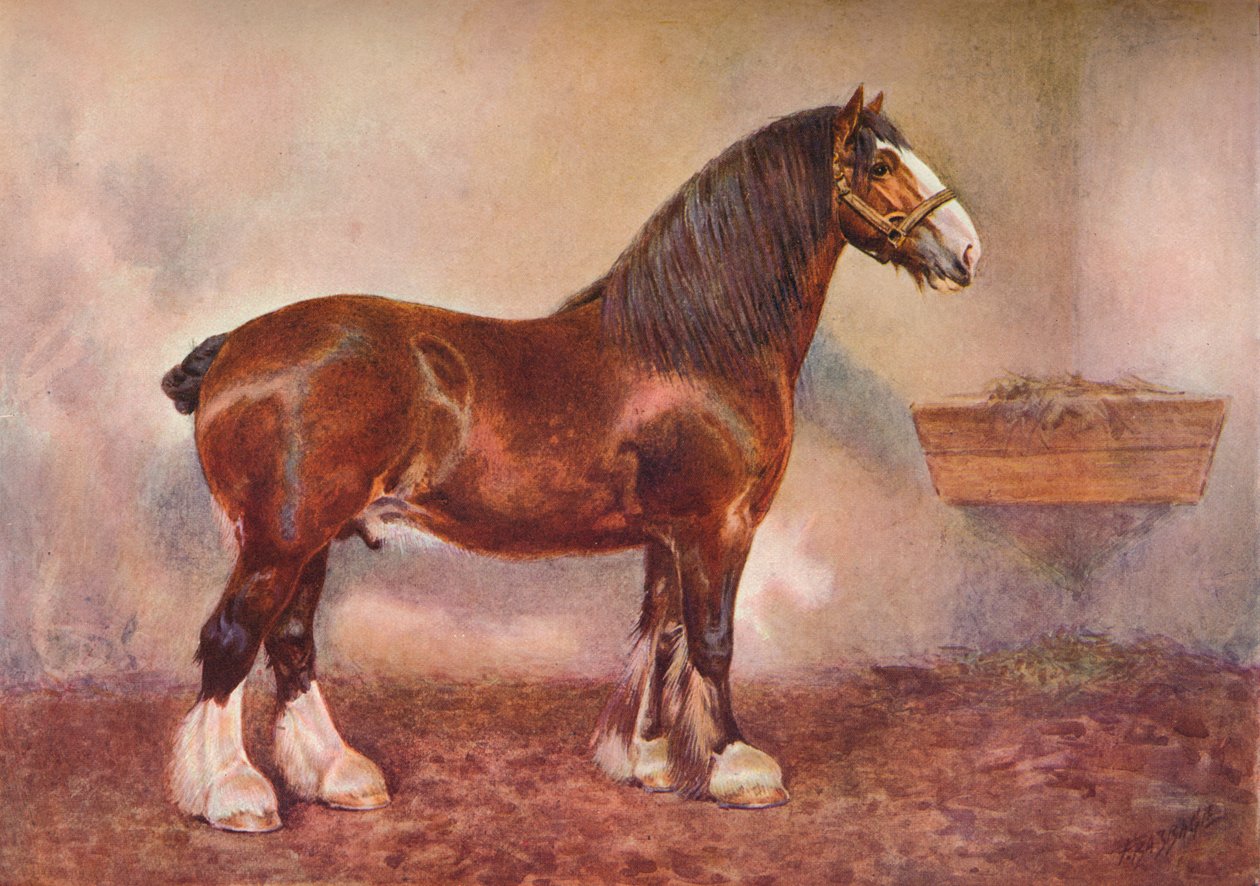 Clydesdale hingst Prince of Albion, c1900 c1910 af Frank Babbage