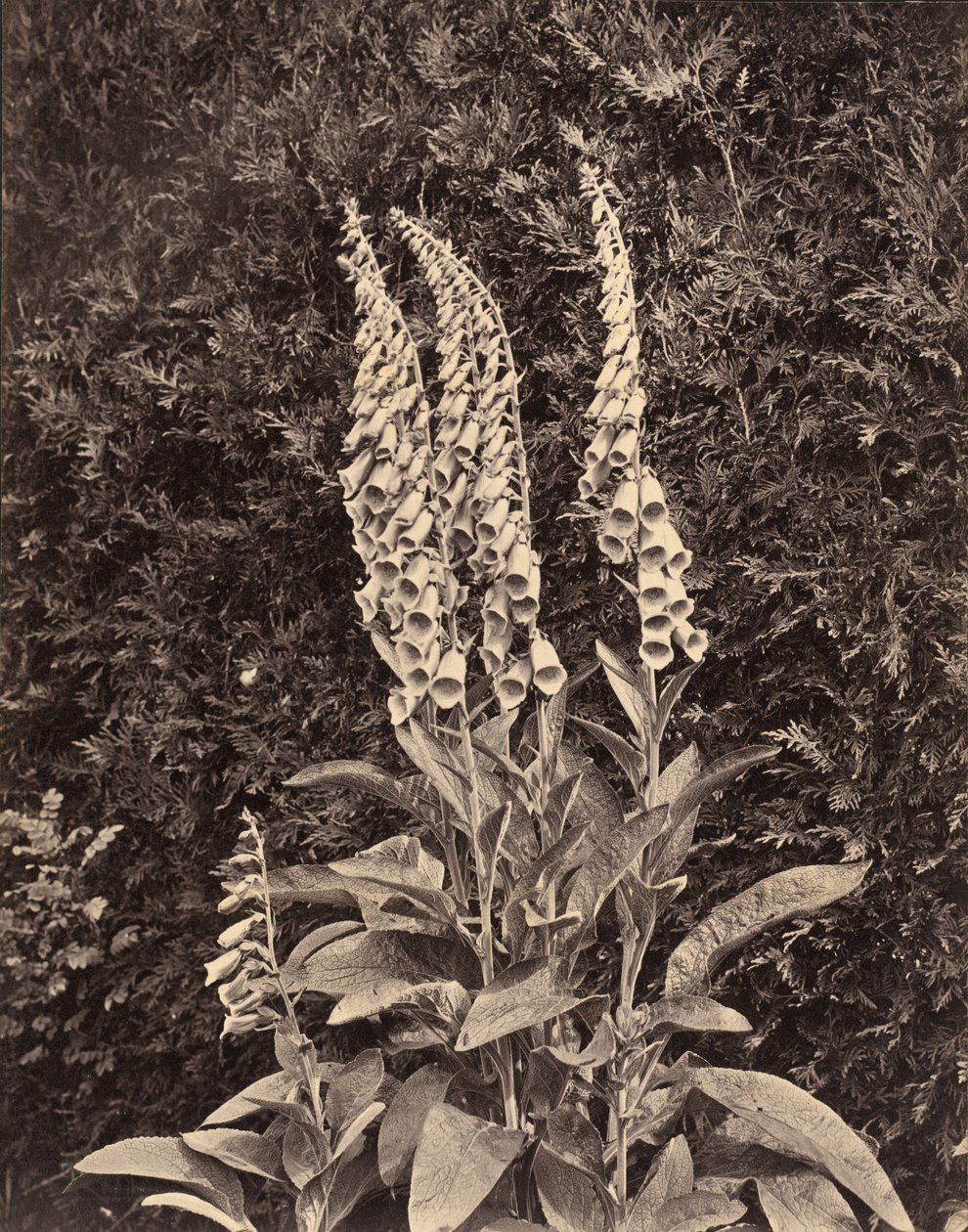 Rævehandsker, ca. 1860