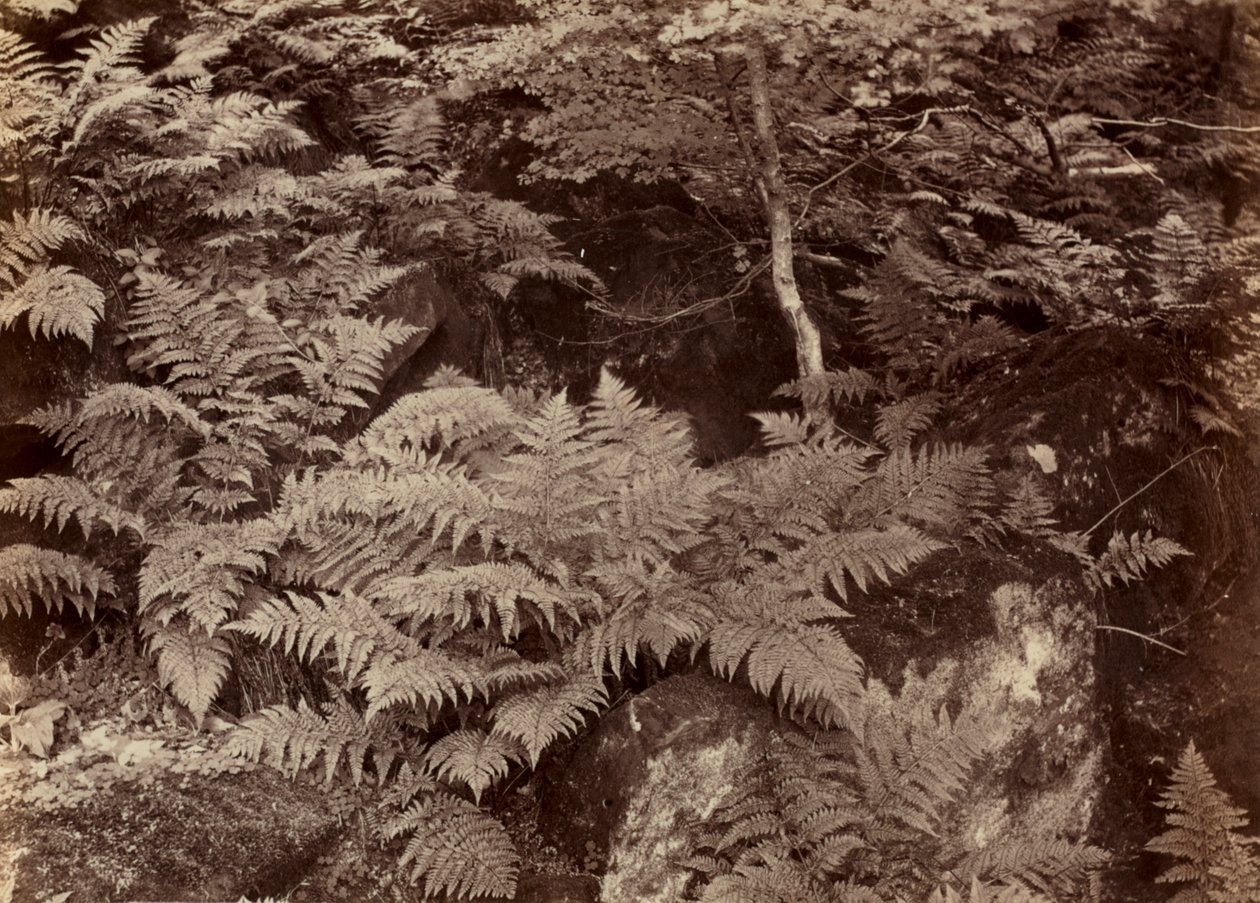 Uden titel (Fern Study) af Frank Meadow Sutcliffe