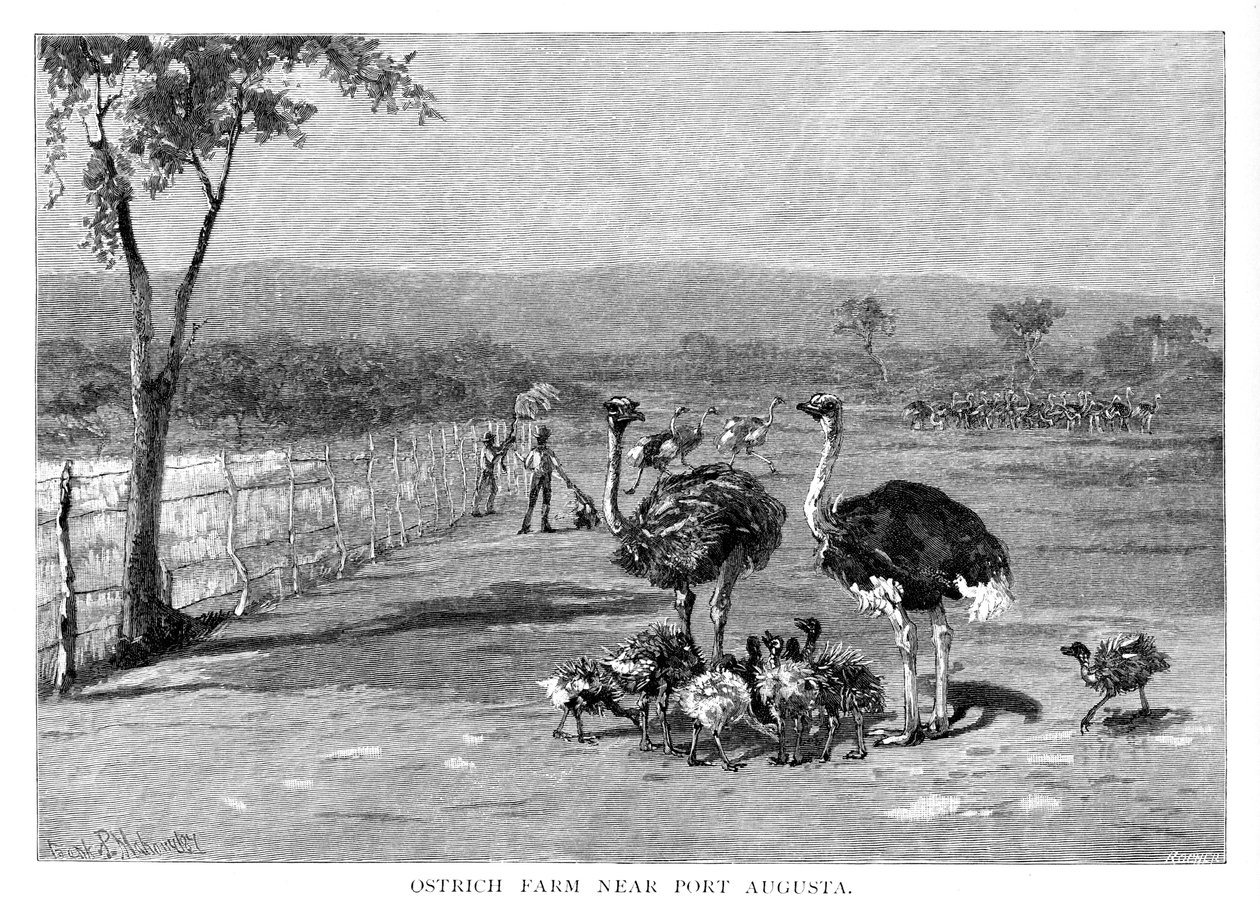 Strudsefarm nær Port Augusta, South Australia, 1886 af Frank P. Mahony
