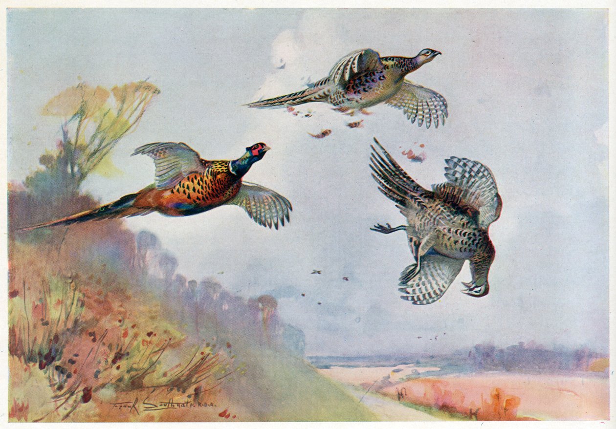Højfasaner, illustration fra 