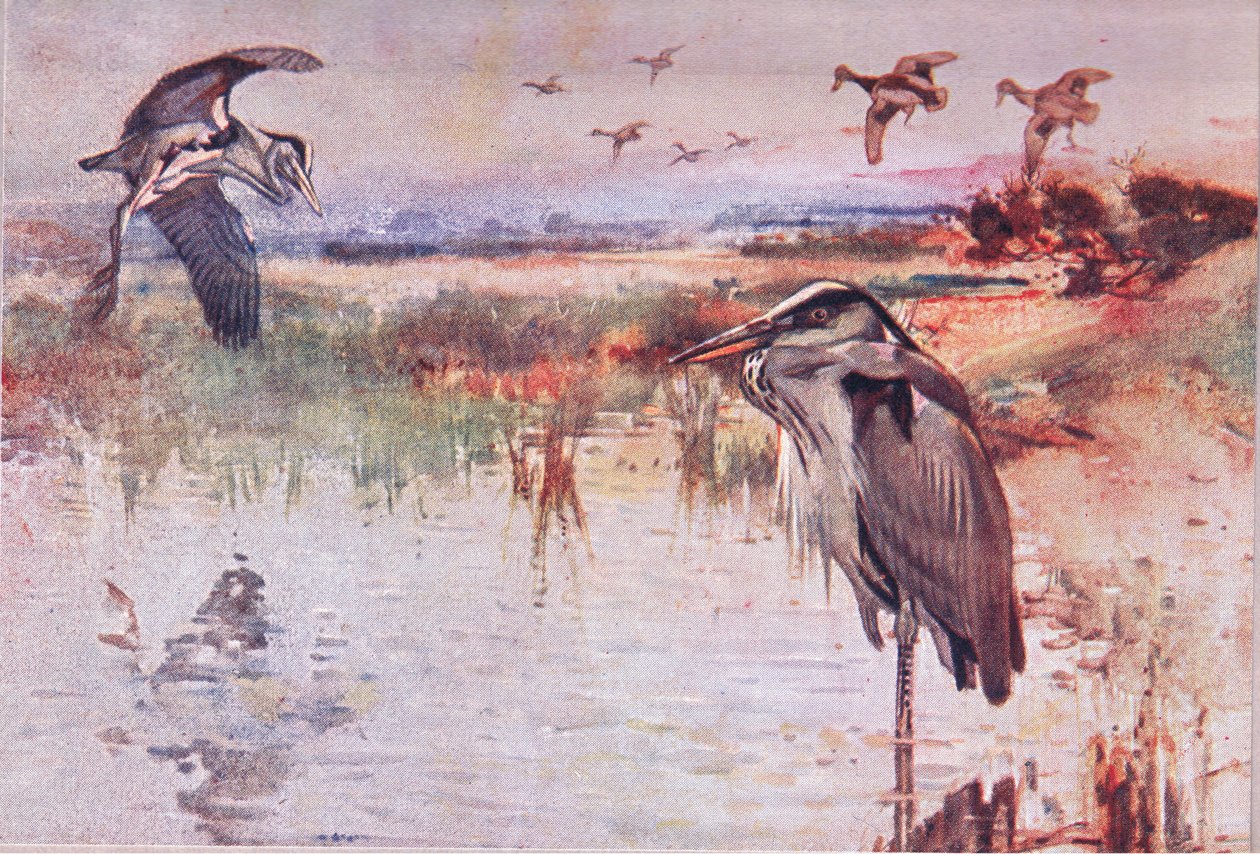 The Heron, illustration fra Wild Nature & Country Life udgivet af Hodder & Stoughton, ca. 1910 af Frank Southgate