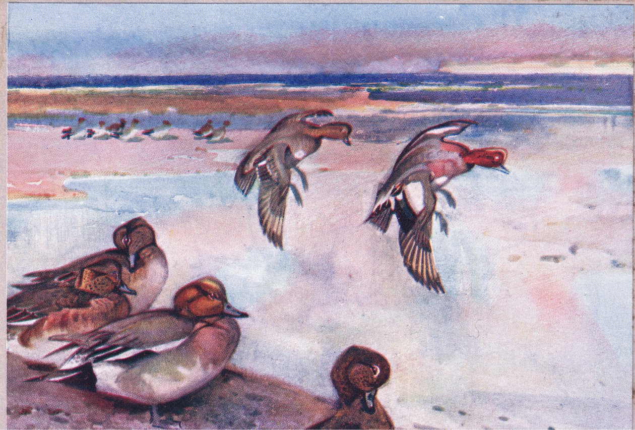 Widgeons, illustration fra Wild Nature & Country Life udgivet af Hodder & Stoughton, ca. 1910 af Frank Southgate