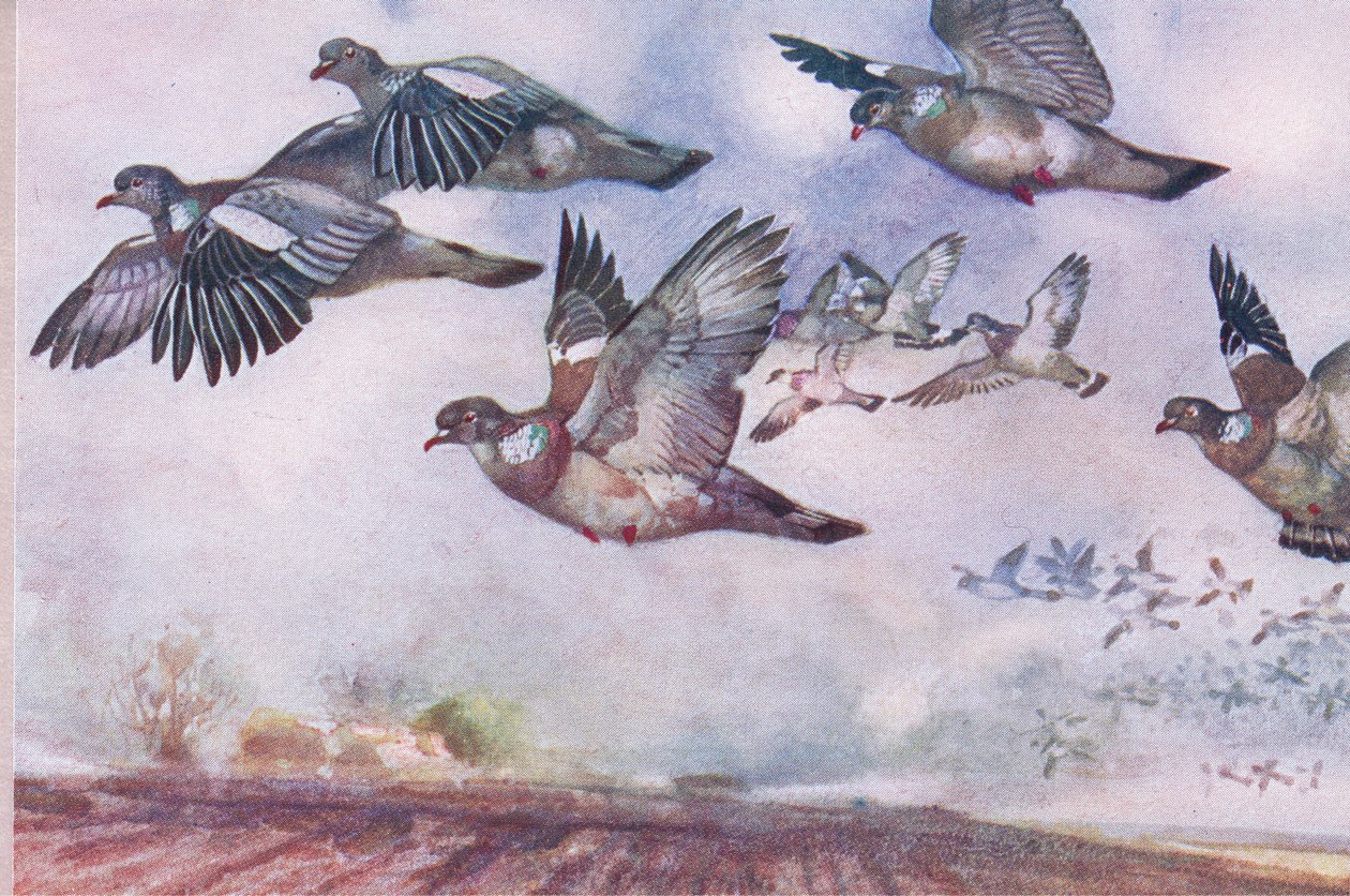 Skovduer i flugt, illustration fra Wild Nature & Country Life udgivet af Hodder & Stoughton, ca. 1910 af Frank Southgate