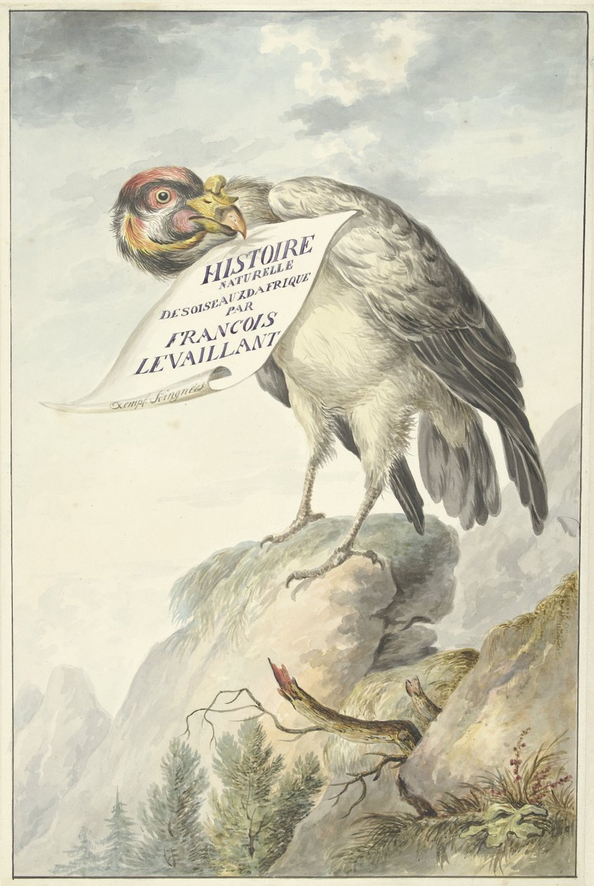 Crested Vulture med et ark papir i næbbet HISTOIRE NATURELLE DES OISEAUX DAFRIQUE (titel på objekt) af François Levaillant (circle of)