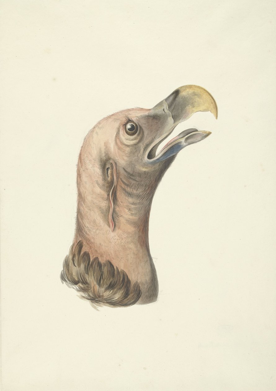 Hoved af en øregrib (Otogyps auricularis Daud) af François Levaillant (circle of)