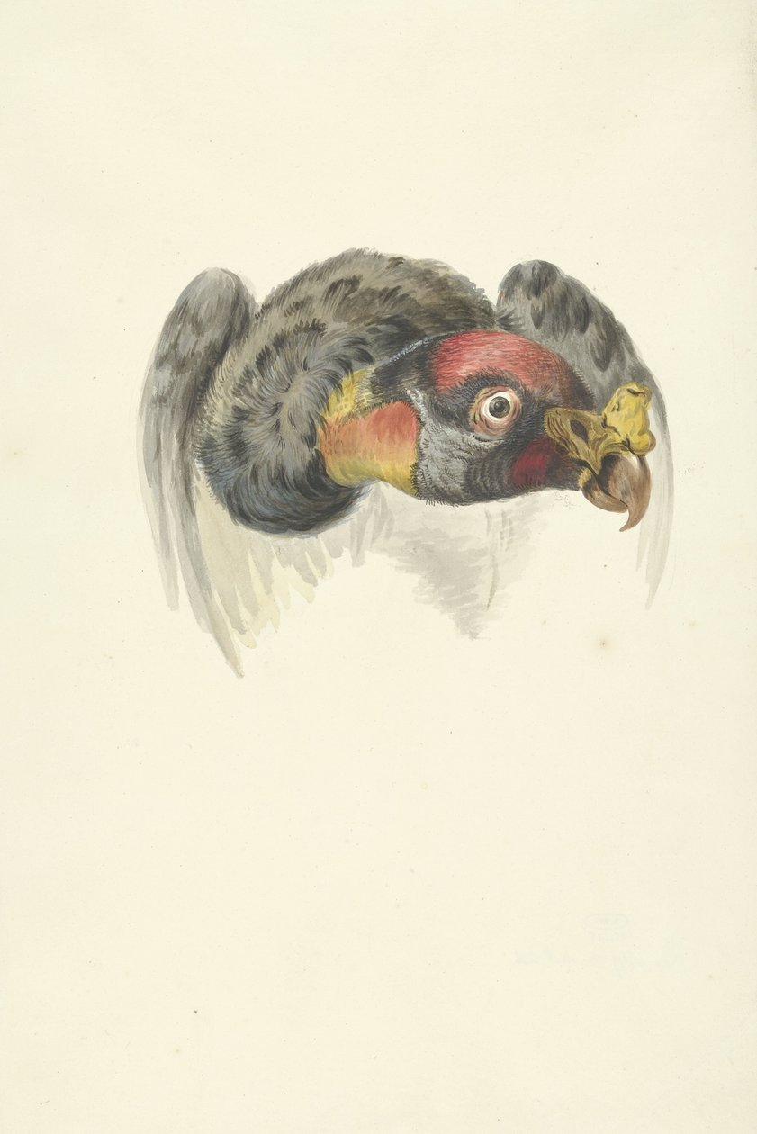 Hovedet af en kongegrib (Sarcoramphus papa) af François Levaillant (circle of)