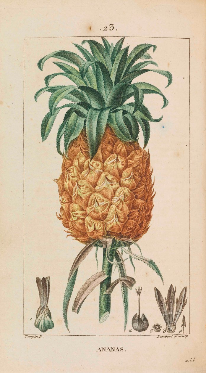 Ananas. Medicinsk flora, 1814-1820. af François Pierre Chaumeton