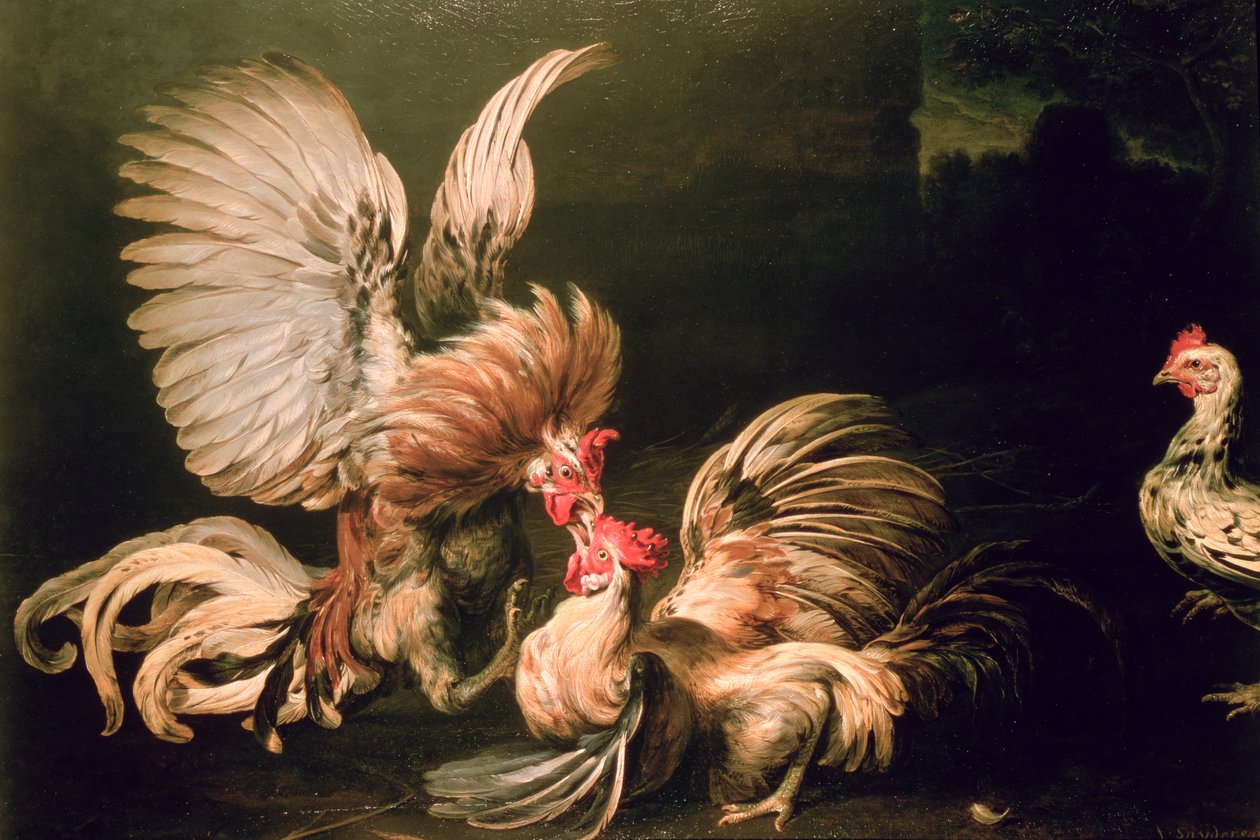 Kamphaner af Frans Snyders or Snijders