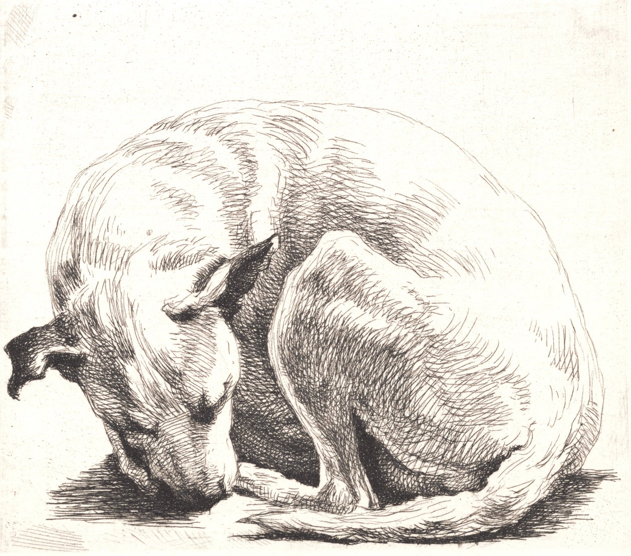 Prøveplade: En hund af Frans Schwartz