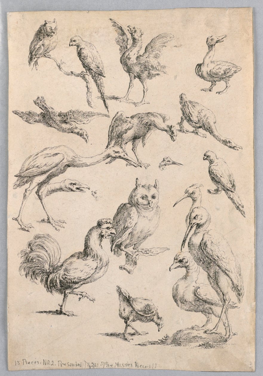 Sortiment af fugle, fra "Samling af forskellige dyrestudier..." af Frans Snyders