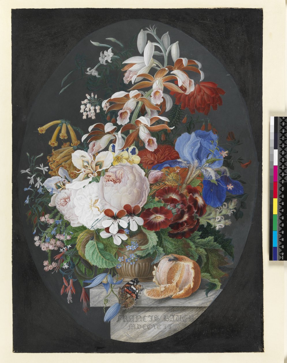 På en marmorkant, en skrællet appelsin og en dekoreret brun potte indeholdende blomster, der inkluderer roser, pelargonium, tropisk orkidé, urteagtig klematis med en rød admiralsommerfugl, 1792 (gouache på vell) af Franz Andreas Bauer