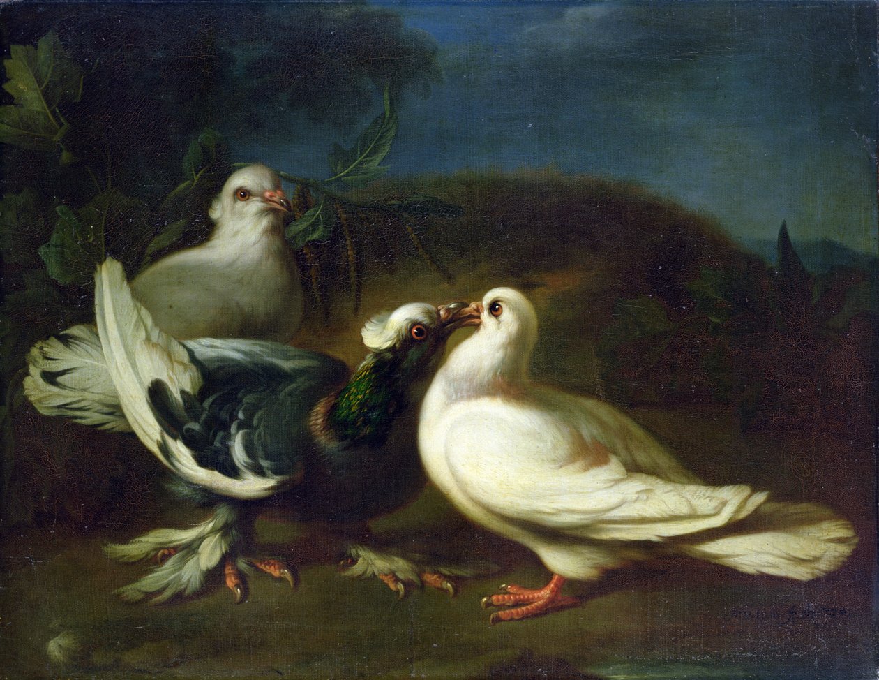 Duer, 1724 af Franz Werner Tamm