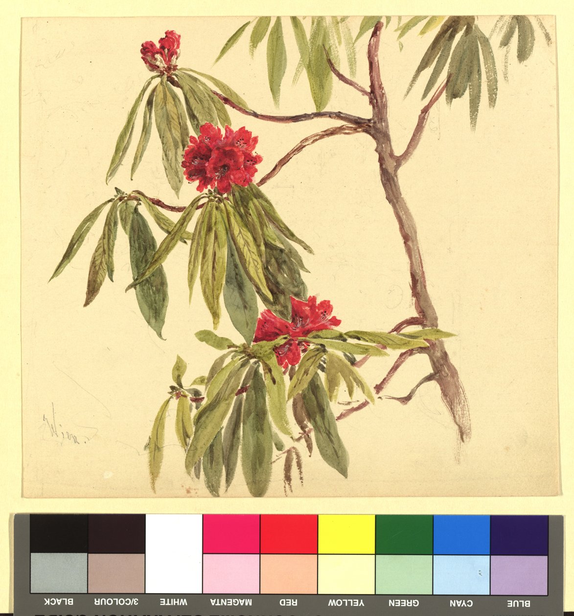 Blomsterstudie (daphne) af Franz Alt