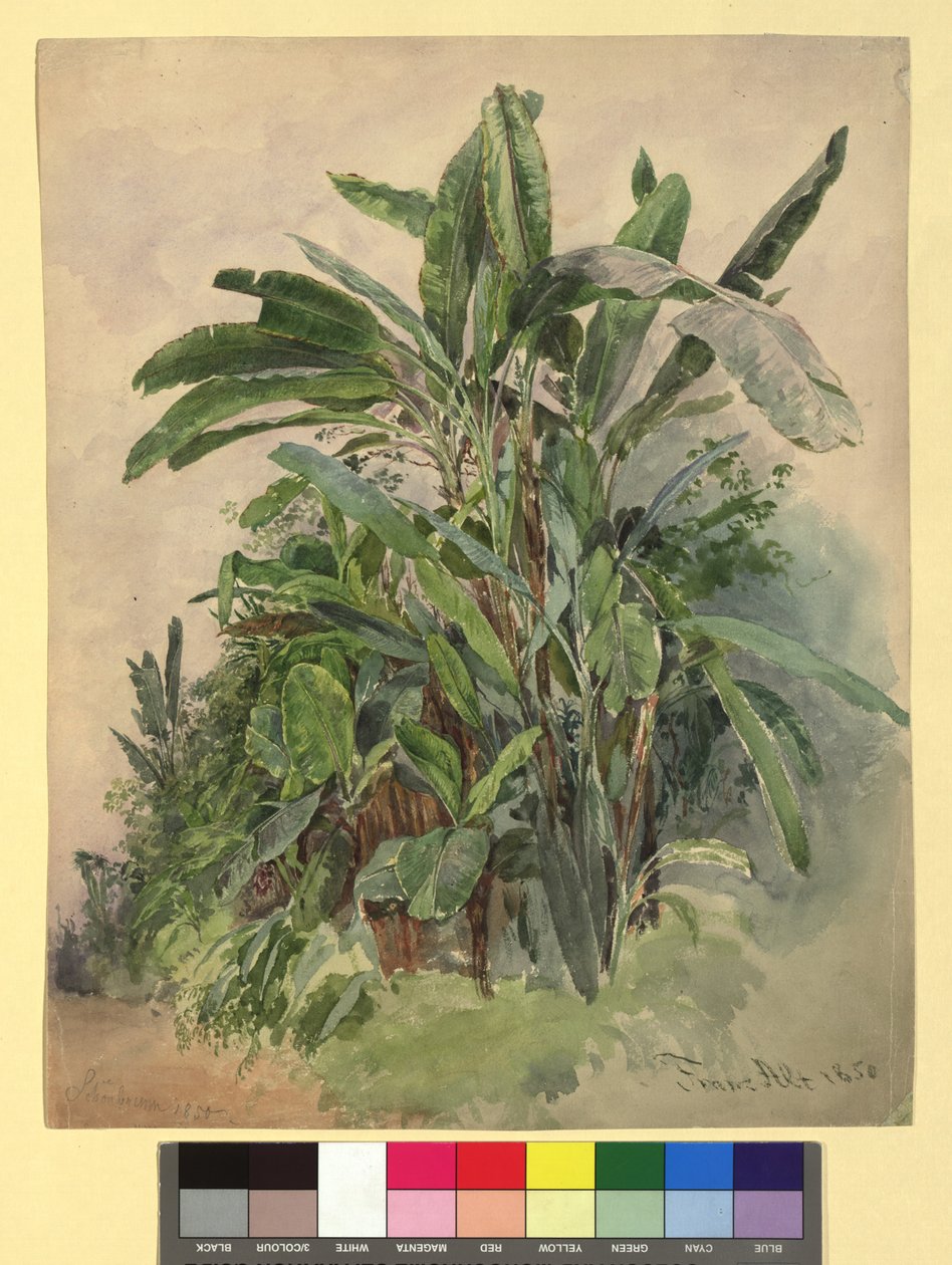 Schönbrunn - Plantestudie af Franz Alt