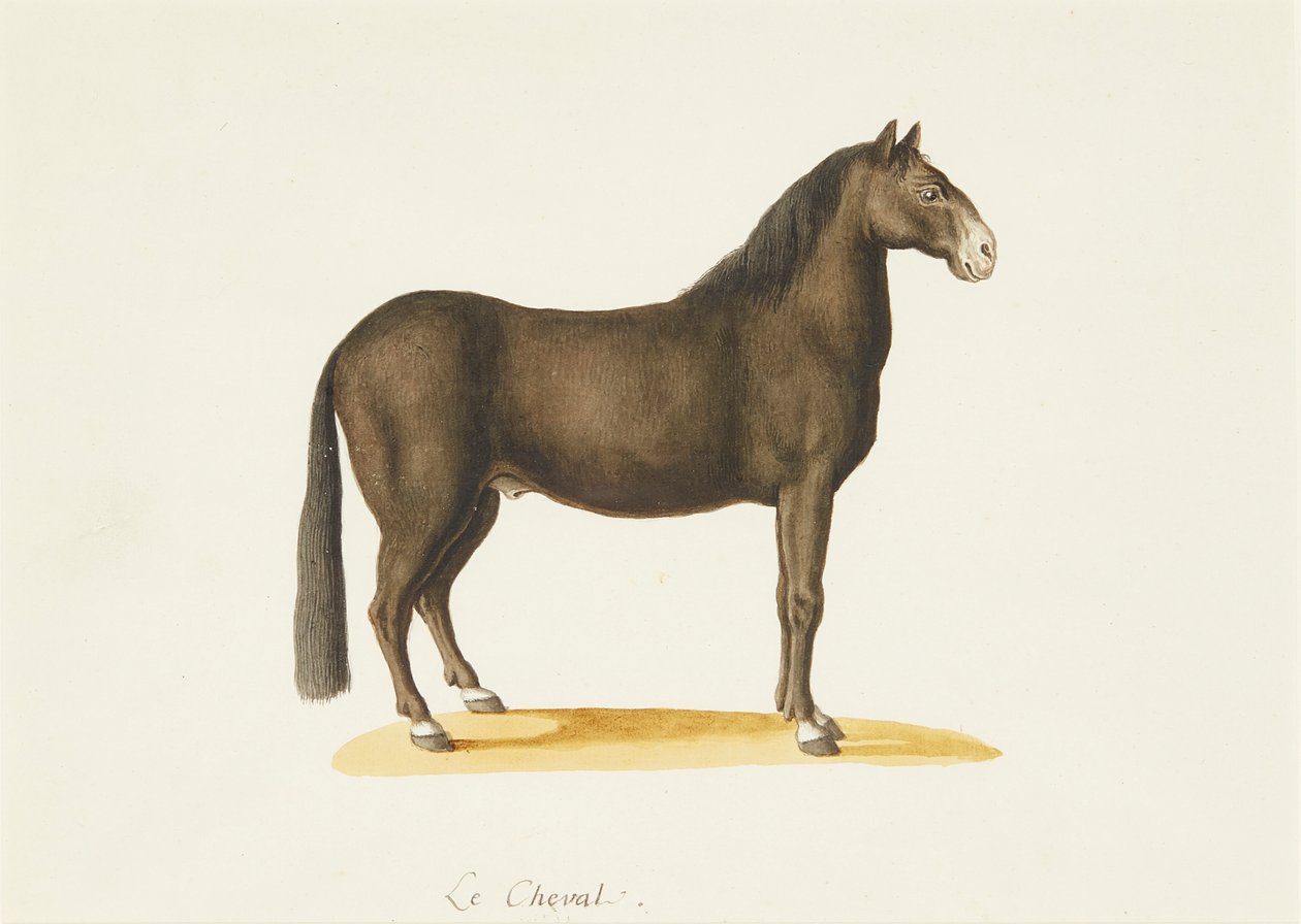 Hesten (akvarel) af Franz Anton von (attr.to) Scheidel