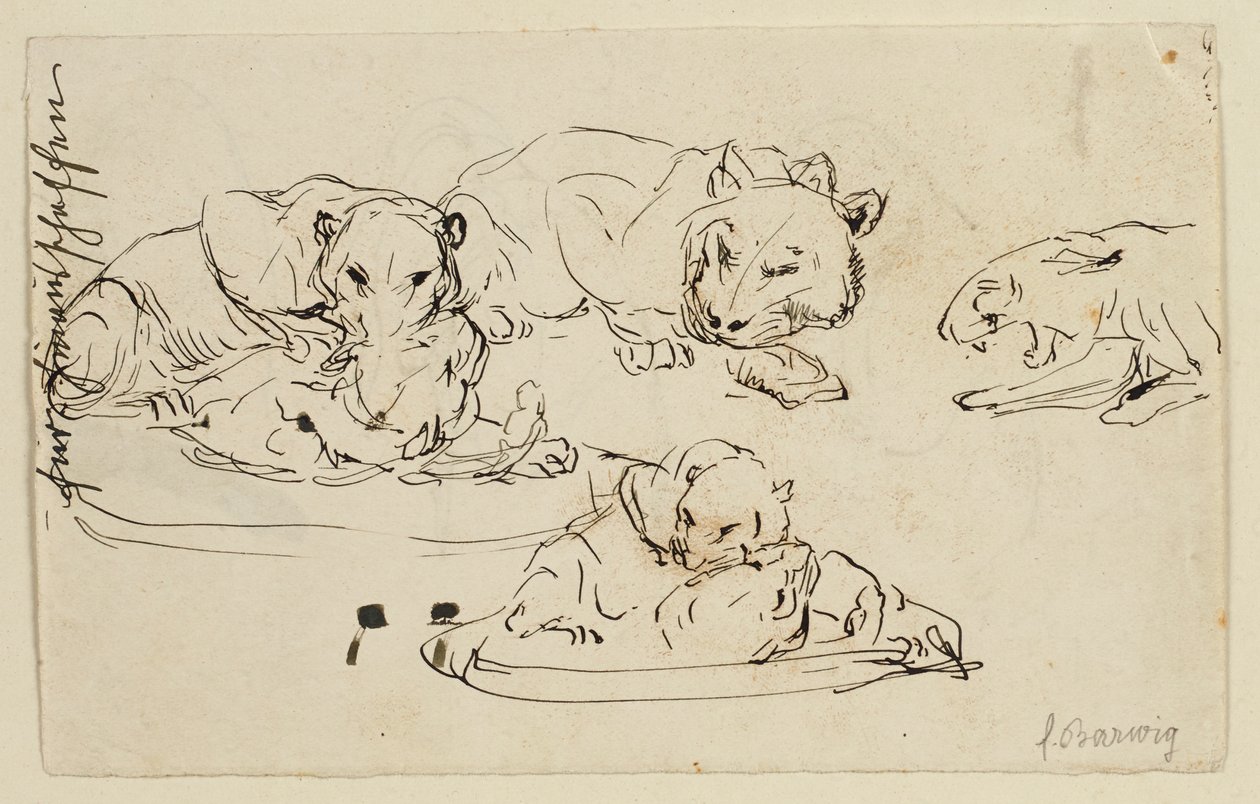 Snurrende Sundapanthers af Franz Barwig d. Ä.